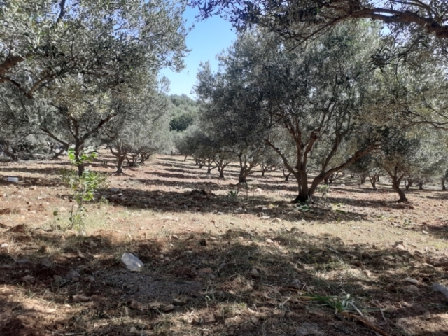 Land plot 10.000 m2 for sale in Milatos 